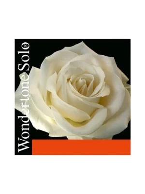 Pirastro WONDERTONE (G) violin 410421 Oblíbený