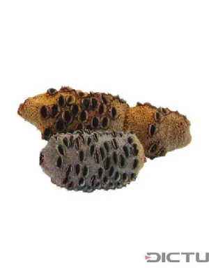 Dictum 831111 - Banksia Cones, Size 2, 651-1000 g Nízká Cena