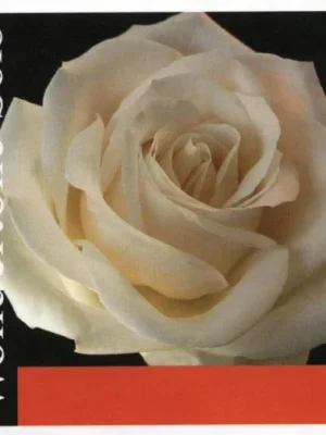 Pirastro Wondertone Solo P410021 Akční Cena